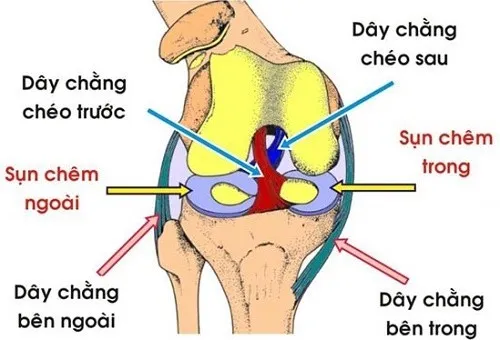 Dây chằng đầu gối và vai trò quan trọng của chúng